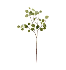 Eukalyptus-grenar Natur