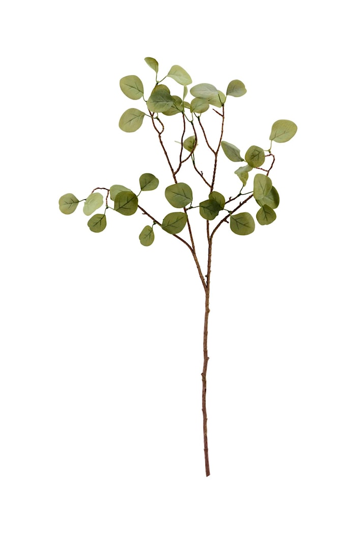 Eukalyptus-grenar Natur