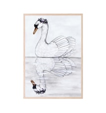 Plakat Swan Reflection 50x70 cm