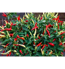 Siemenpussi Chili (Basket of Fire)
