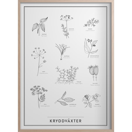 Kryddväxter Poster 50x70 cm