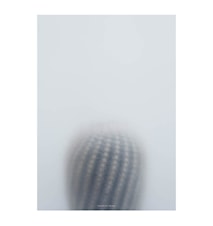 Botanic Poster - Ball Cactus