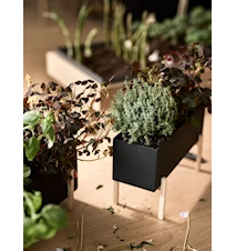 Botanic Herb Box