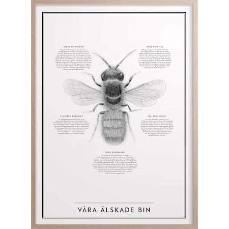 Våra älskade bin Poster 30x40 cm