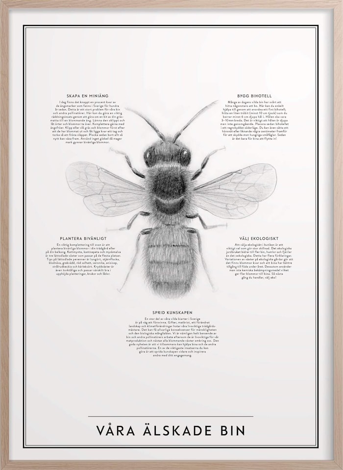Poster Våra älskade bin 30 x 40 cm