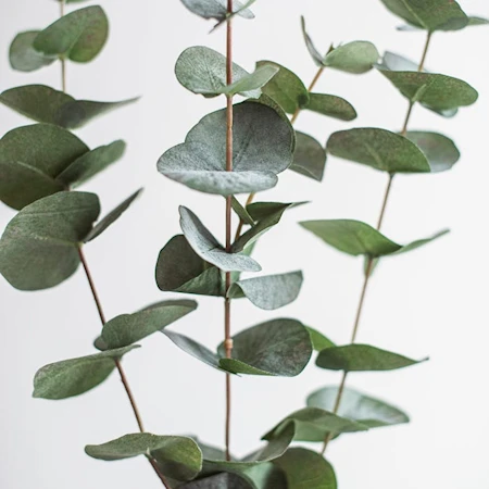 Eucalyptus Konstväxt Grön 60 cm