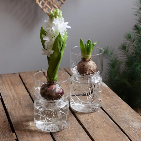 Hyacint Vas Slät Klarglas Stor