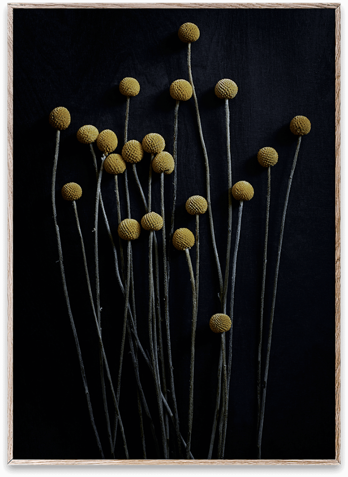 Still Life 01 Yellow Drumsticks Poster 50x70 Cm Still Life 01 Yellow Drumsticks Poster 50x70 Cm
