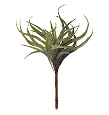 Succulenta Flora alt. 22 cm